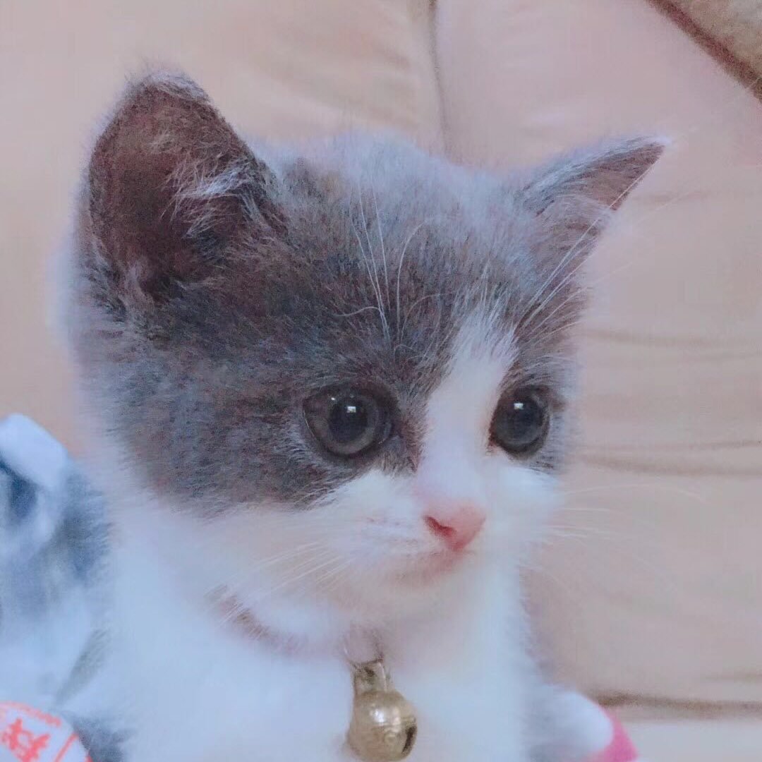 陶思睿 profile photo