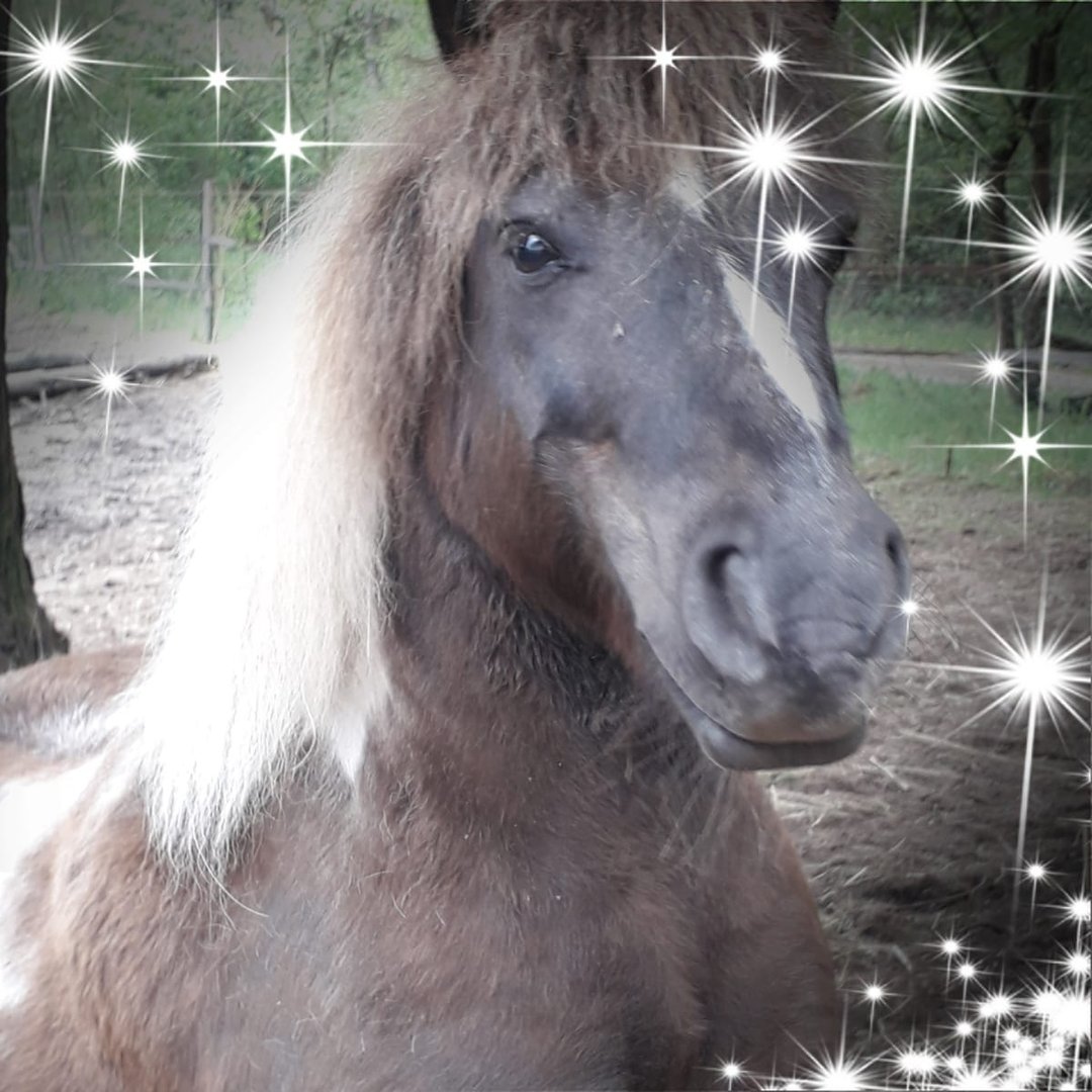 Melissa Snoeks profile photo